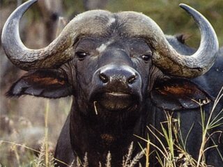 В Россию начнут поставлять мясо буйволов