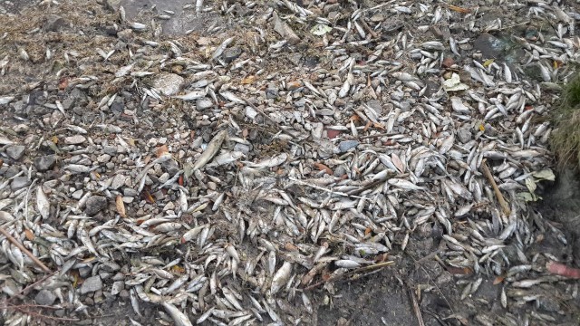 Маловодье привело к массовой гибели рыбы в Волге