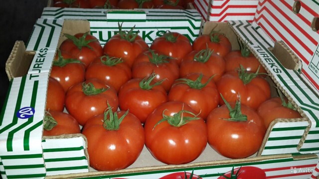 РСХН: турецкие помидоры хлынут в Россию нескоро