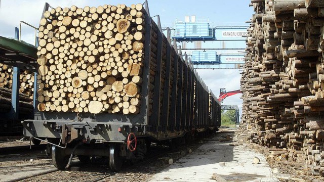 Вторую лесную биржу организуют в Перми