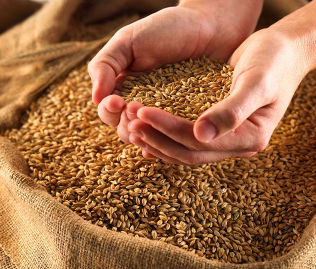 Минсельхоз: РФ увеличит экспорт зерна до 40 млн тонн